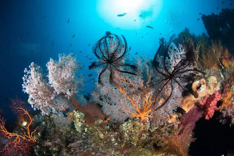 Indonesian sukellusmatka – Tulamben, Bali 19.03.2027 - 31.03.2027