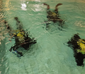 PADI Dry Suit Diver